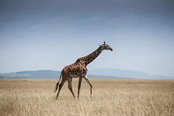 Gordijnen giraffe © Herbert