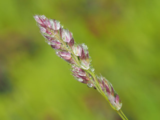 cereals in droplets