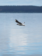Naklejka premium seagull in flight
