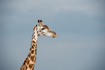 giraffe