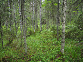 taiga forest