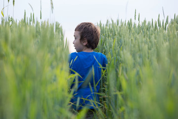 boy in the grain, field corn © wip-studio