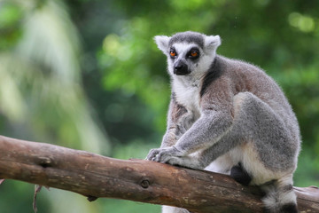 Fototapeta premium ring-tailed lemur (lemur catta)