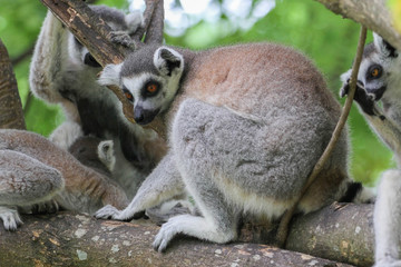 ring-tailed lemur (lemur catta)