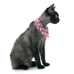 Obraz premium devon rex