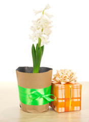 Hyacinth in pot and gift against table