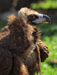Vulture
