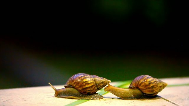 Snail crawling. Macro video shift motion