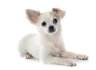 puppy chihuahua