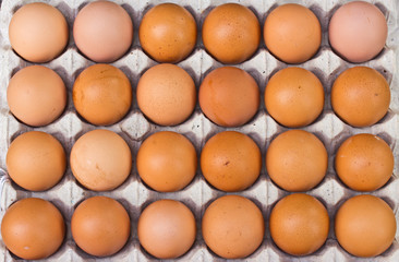 chicken egg in panel eggs