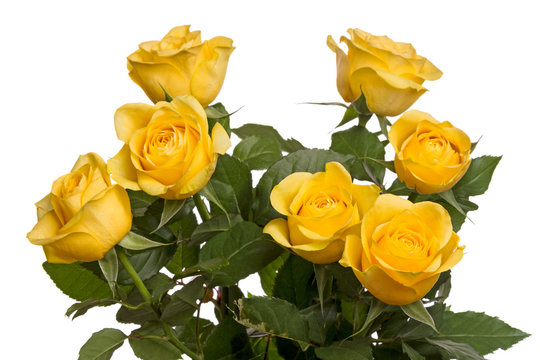 Seven yellow roses