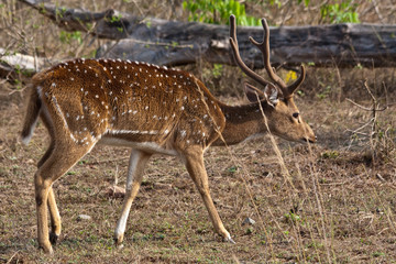 Axis Stag in India