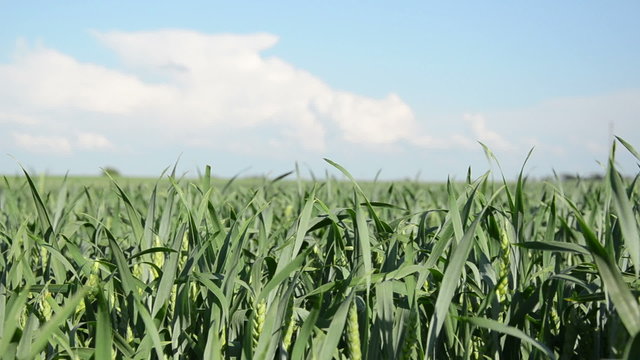 young green corn sways nice in the wind on blue sky background