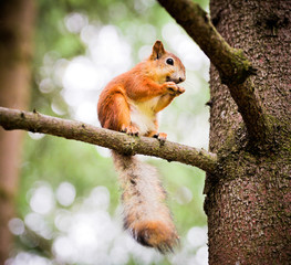 red squirrel on the tree