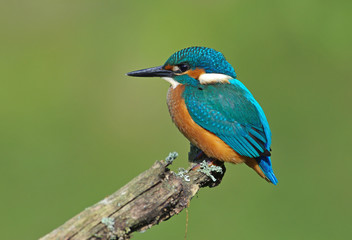 Kingfisher on a branch 6
