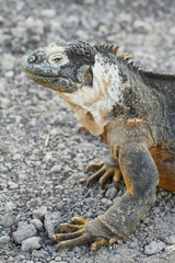 Wild land iguana