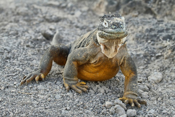Wild land iguana