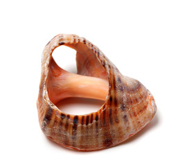 Empty broken rapana shell