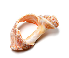Broken rapana shell