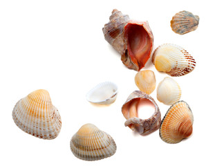 Seashells isolated on white background