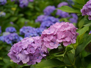 小田原城のアジサイ