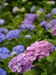 小田原城のアジサイ