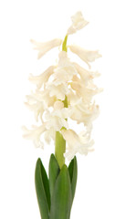 Beautiful white hyacinth