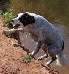 dog climbing out of river
