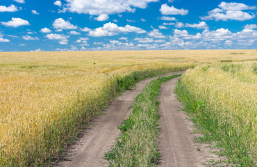 Ukrainian summer landscape with wheat field and road