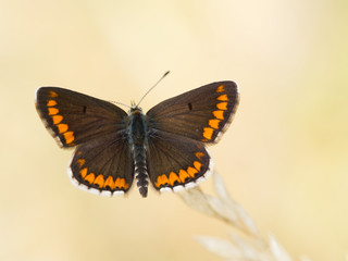 Brown argus butterfly on grass