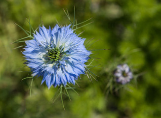 Nigelle bleue