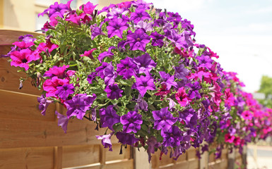 surfinias mauves et blancs