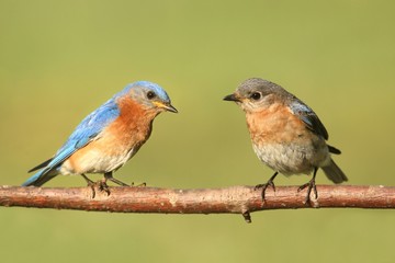 Eastern Bluebirds