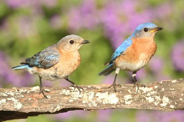 Eastern Bluebirds