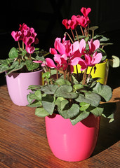 cyclamens en pots