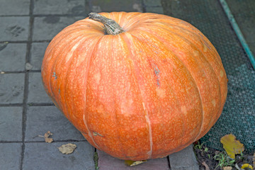 Huge pumpkin