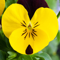 Pens&eacute;e naine jaune