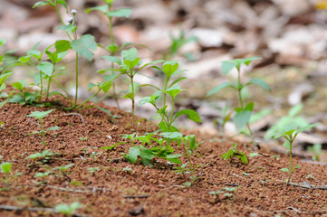 Green plants on clay ground.