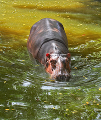 Fototapeta premium Hippo in the water
