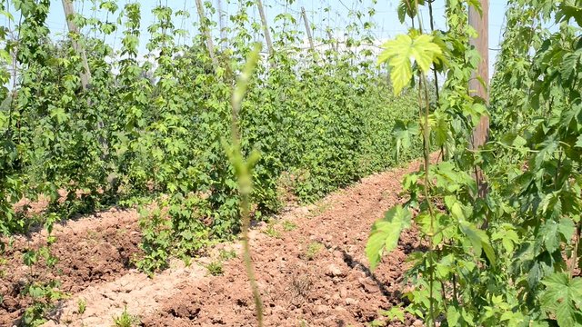 hop garden in vegetation,rack focus,