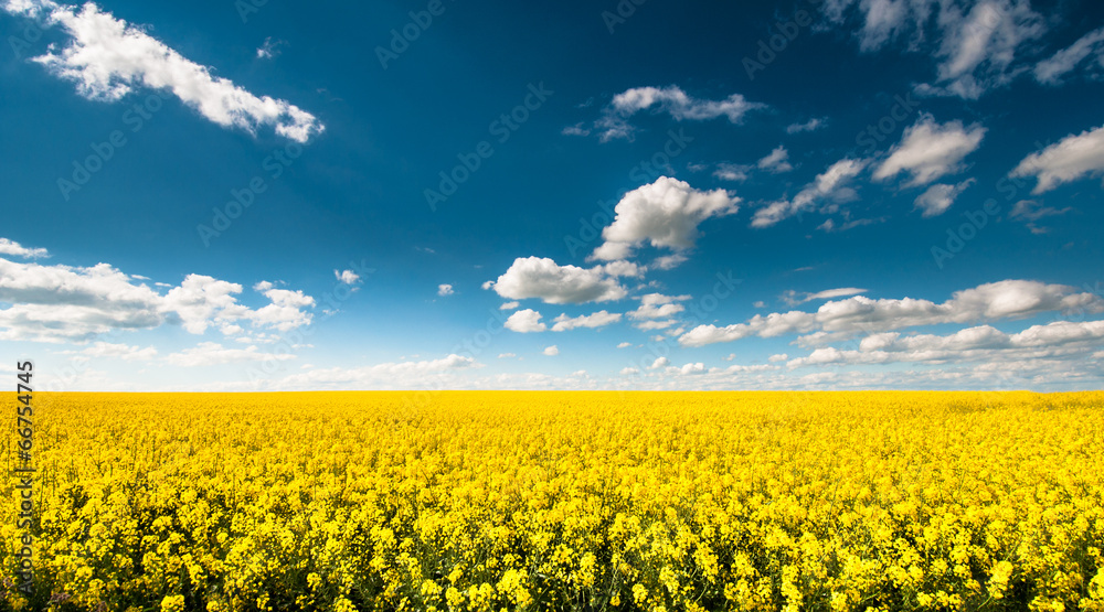 Wall mural empty canola field with cloudy sky