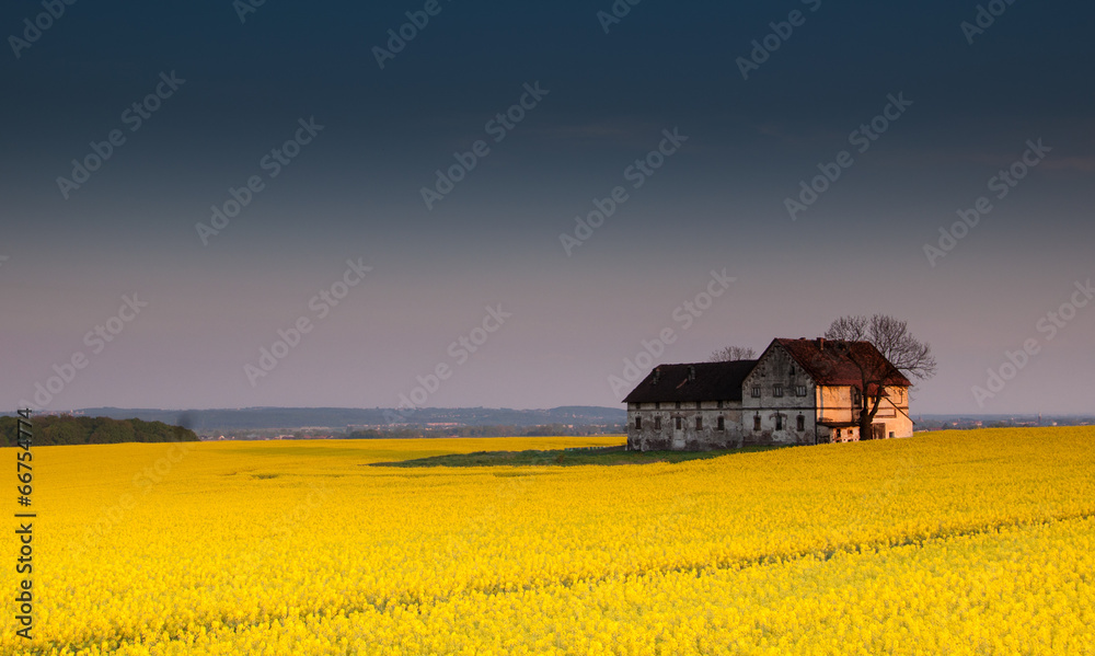 Wall mural old devastated building on canola field