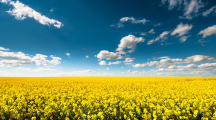 Empty canola field with cloudy sky - Powered by Adobe