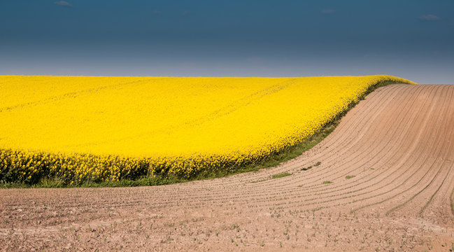 Canola field with blue sky and brown ground