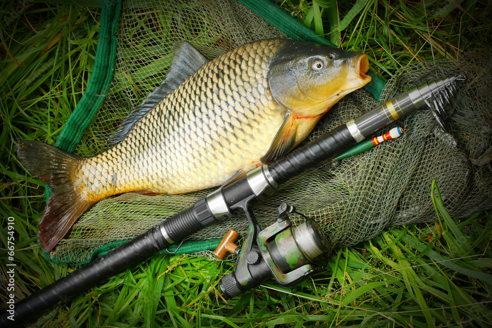 Wall mural Catching fish. The Common Carp (Cyprinus Carpio).