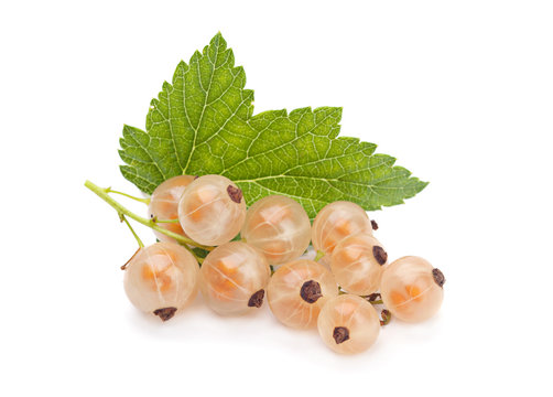 White Currant