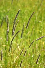 Fototapeta na wymiar Pałki trawy
