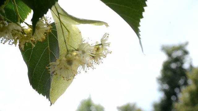 Detail Of Linden Blossoms With A Spider,rack focus