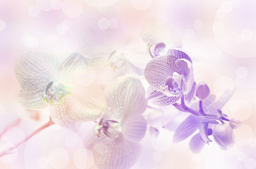 Naklejka na ściany i meble Orchid flowers floral background.