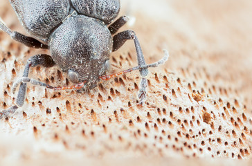 beetle on the bark. macro